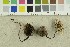  ( - O-F-305018)  @11 [ ] CreativeCommons - Attribution Non-Commercial Share-Alike (2018) Unspecified University of Oslo, Natural History Museum