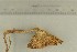  ( - O-F-305753)  @11 [ ] by-nc-sa (2021) Unspecified University of Oslo, Natural History Museum