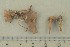  (Flammulaster carpophilus - O-F-307764)  @11 [ ] by-nc-sa (2021) Unspecified University of Oslo, Natural History Museum