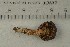  ( - O-F-312182)  @11 [ ] by-nc-sa (2021) Unspecified University of Oslo, Natural History Museum