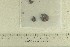  (Cortinarius polaris - O-F-312189)  @11 [ ] by-nc-sa (2022) Unspecified University of Oslo, Natural History Museum