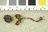  ( - O-F-360284)  @11 [ ] CreativeCommons - Attribution Non-Commercial Share-Alike (2017) Unspecified University of Oslo, Natural History Museum