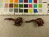  (Phaeocollybia cidaris - O-F-361741)  @11 [ ] CreativeCommons - Attribution Non-Commercial Share-Alike (2019) Unspecified University of Oslo, Natural History Museum