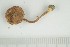  ( - O-F-362586)  @11 [ ] by-nc-sa (2021) Unspecified University of Oslo, Natural History Museum