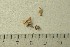  ( - O-F-370265)  @11 [ ] by-nc-sa (2021) Unspecified University of Oslo, Natural History Museum
