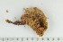  ( - O-F-370512)  @11 [ ] by-nc-sa (2021) Unspecified University of Oslo, Natural History Museum