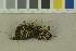  (Phaeohelotium - O-F-372134)  @11 [ ] by-nc-sa (2023) Unspecified University of Oslo, Natural History Museum