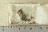  ( - TROM-F-610135)  @11 [ ] by-nc-sa (2020) Unspecified University of Oslo, Natural History Museum