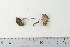  ( - TROM-F-610205)  @11 [ ] by-nc-sa (2020) Unspecified University of Oslo, Natural History Museum