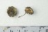  ( - TROM-F-610253)  @11 [ ] by-nc-sa (2020) Unspecified University of Oslo, Natural History Museum