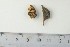  ( - TROM-F-610312)  @11 [ ] by-nc-sa (2020) Unspecified University of Oslo, Natural History Museum