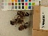  ( - O-F-70628)  @11 [ ] CreativeCommons - Attribution Non-Commercial Share-Alike (2019) Unspecified University of Oslo, Natural History Museum