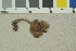  (Cortinarius pulchripes - O-F-7365)  @11 [ ] by-nc-sa (2016) Unspecified University of Oslo, Natural History Museum