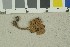  ( - O-F-7365)  @11 [ ] by-nc-sa (2016) Unspecified University of Oslo, Natural History Museum