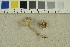  ( - O-F-76203)  @11 [ ] CreativeCommons - Attribution Non-Commercial Share-Alike (2018) Unspecified University of Oslo, Natural History Museum