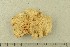  (Lentinus sp - O-F-76327)  @11 [ ] CreativeCommons - Attribution Non-Commercial Share-Alike (2019) Unspecified University of Oslo, Natural History Museum