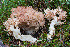  ( - O-F-76362)  @11 [ ] by-nc-sa (2020) Unspecified University of Oslo, Natural History Museum