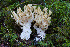  ( - O-F-76364)  @11 [ ] by-nc-sa (2020) Unspecified University of Oslo, Natural History Museum
