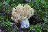  ( - O-F-76364)  @11 [ ] by-nc-sa (2020) Unspecified University of Oslo, Natural History Museum