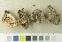  (Cortinariaceae - O-F-76390)  @11 [ ] by-nc-sa (2020) Unspecified University of Oslo, Natural History Museum