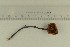  ( - O-F-76412)  @11 [ ] by-nc-sa (2021) Unspecified University of Oslo, Natural History Museum