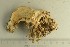  ( - O-F-76600)  @11 [ ] by-nc-sa (2021) Unspecified University of Oslo, Natural History Museum