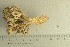  ( - O-F-76606)  @11 [ ] by-nc-sa (2021) Unspecified University of Oslo, Natural History Museum