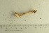  ( - O-F-76607)  @11 [ ] by-nc-sa (2021) Unspecified University of Oslo, Natural History Museum