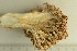  ( - O-F-76611)  @11 [ ] by-nc-sa (2021) Unspecified University of Oslo, Natural History Museum