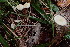  ( - O-F-76683)  @11 [ ] by-nc-sa (2022) Unspecified University of Oslo, Natural History Museum