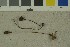  ( - O-F-76733)  @11 [ ] by-nc-sa (2023) Unspecified University of Oslo, Natural History Museum