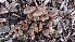  ( - TROM_F_26613)  @11 [ ] CreativeCommons - Attribution Non-Commercial Share-Alike (2018) Unspecified Tromsø University Museum