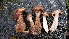  ( - TROM_F_26612)  @11 [ ] CreativeCommons - Attribution Non-Commercial Share-Alike (2018) Unspecified Tromsø University Museum