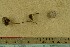  ( - O-F-256495)  @11 [ ] CreativeCommons - Attribution Non-Commercial Share-Alike (2019) Unspecified University of Oslo, Natural History Museum