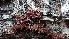  ( - TROM_F_26663)  @11 [ ] CreativeCommons - Attribution Non-Commercial Share-Alike (2018) Unspecified Tromsø University Museum