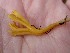  ( - TROM_F_26617)  @11 [ ] CreativeCommons - Attribution Non-Commercial Share-Alike (2018) Unspecified Tromsø University Museum