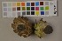  (Geastrum pectinatum - O-F-75424)  @11 [ ] Unspecified (default): All Rights Reserved  Unspecified Unspecified