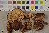  (Tricholoma ustale - O-F-75445)  @11 [ ] Unspecified (default): All Rights Reserved  Unspecified Unspecified