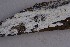  ( - NHMO-DFL-911)  @11 [ ] CreativeCommons - Attribution Non-Commercial Share-Alike (2015) Unspecified University of Oslo