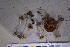  (Cortinarius russulaespermus - NHMO-DFL-931)  @11 [ ] CreativeCommons - Attribution Non-Commercial Share-Alike (2015) Unspecified University of Oslo