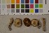  (Cortinarius sp. TEB03 - O-F-75485)  @11 [ ] Unspecified (default): All Rights Reserved  Unspecified Unspecified