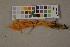  (Calocera viscosa - O-F-75492)  @11 [ ] Unspecified (default): All Rights Reserved  Unspecified Unspecified