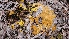  (Physarales - TROM_F_26625)  @11 [ ] CreativeCommons - Attribution Non-Commercial Share-Alike (2018) Unspecified Tromsø University Museum
