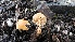  ( - TROM-F-17515)  @11 [ ] CreativeCommons - Attribution Non-Commercial Share-Alike (2018) Unspecified Tromsø University Museum