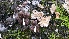  ( - TROM-F-17516_2)  @11 [ ] CreativeCommons - Attribution Non-Commercial Share-Alike (2018) Unspecified Tromsø University Museum