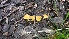  ( - TROM-F-17521)  @11 [ ] CreativeCommons - Attribution Non-Commercial Share-Alike (2018) Unspecified Tromsø University Museum