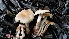  ( - TROM-F-17525)  @11 [ ] CreativeCommons - Attribution Non-Commercial Share-Alike (2018) Unspecified Tromsø University Museum
