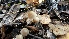  ( - TROM-F-17527)  @11 [ ] CreativeCommons - Attribution Non-Commercial Share-Alike (2018) Unspecified Tromsø University Museum