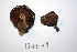  ( - O-F-256602)  @11 [ ] CreativeCommons - Attribution Non-Commercial Share-Alike (2019) Unspecified University of Oslo, Natural History Museum