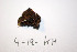  ( - O-F-256594)  @11 [ ] CreativeCommons - Attribution Non-Commercial Share-Alike (2019) Unspecified University of Oslo, Natural History Museum